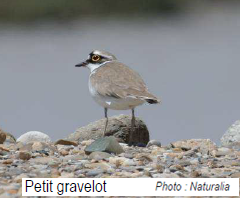 Petit gravelot (Emblématique_des_bancs_de_graviers_du_fleuveVar)